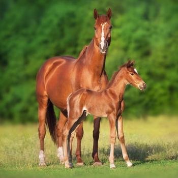 Insect protection for mares and foals - what can you use?