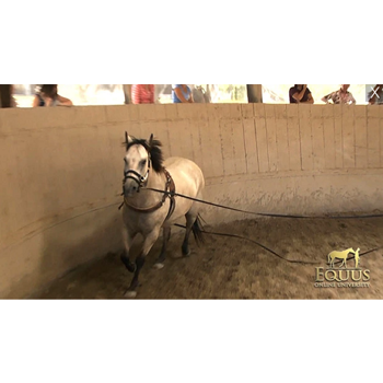 Training with Longe Lines in the roundpen