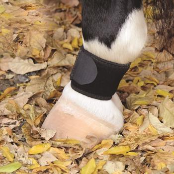 Professional's Choice | VenTech Pastern Wrap